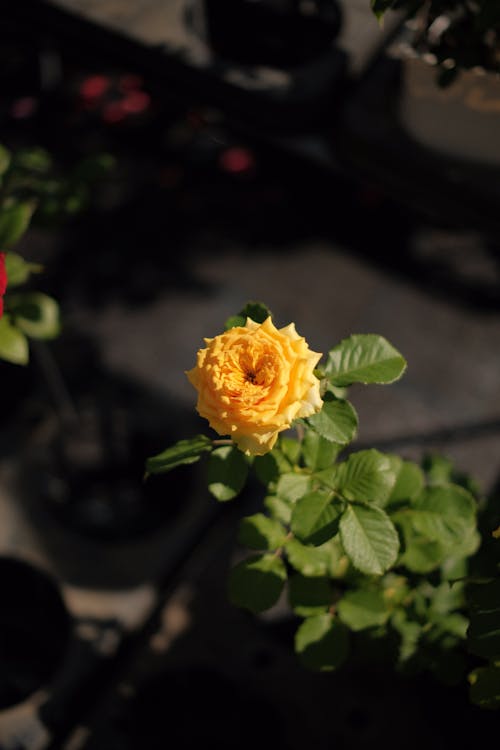 Free Yellow Flower in close Up Photography Stock Photo