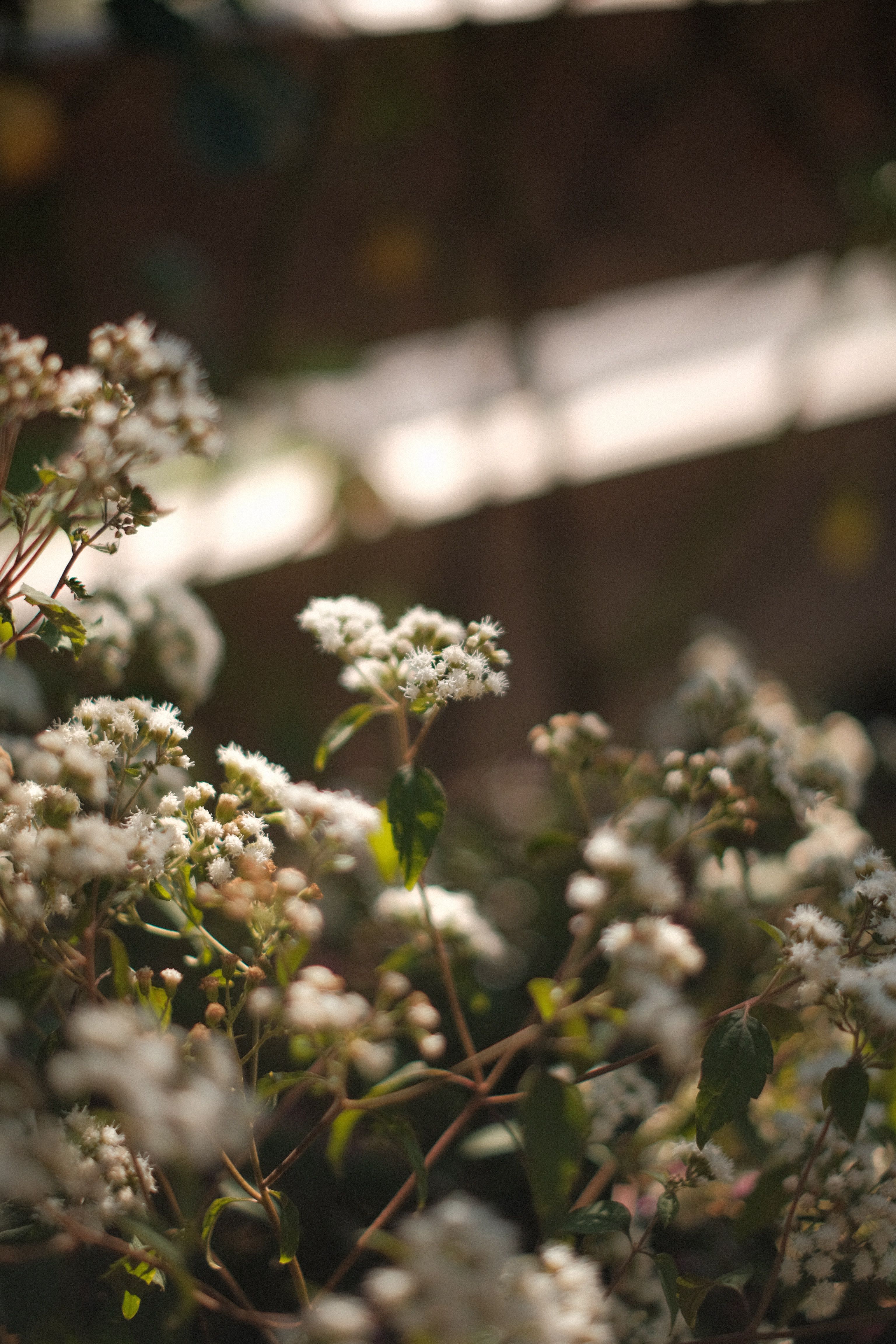 Close-Up Shot of White Flowers In Bloom · Free Stock Photo