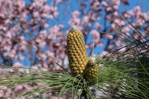 Close up of Exotic Flower