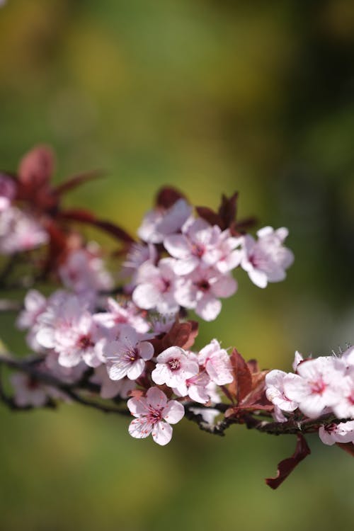 alan derinliği, Bahar çiçekleri, büyüme içeren Ücretsiz stok fotoğraf
