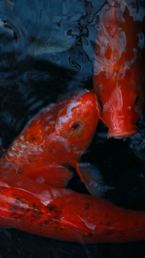 Free Koi Stock Photo