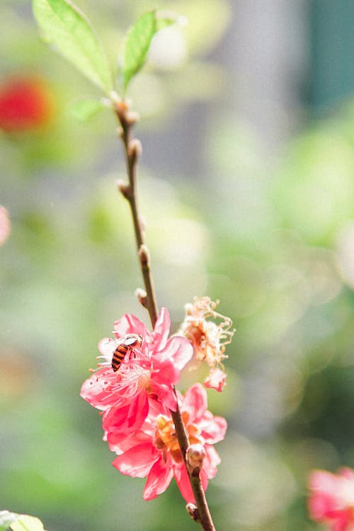 Gratis Fotos de stock gratuitas de abeja, de cerca, flor del ciruelo Foto de stock