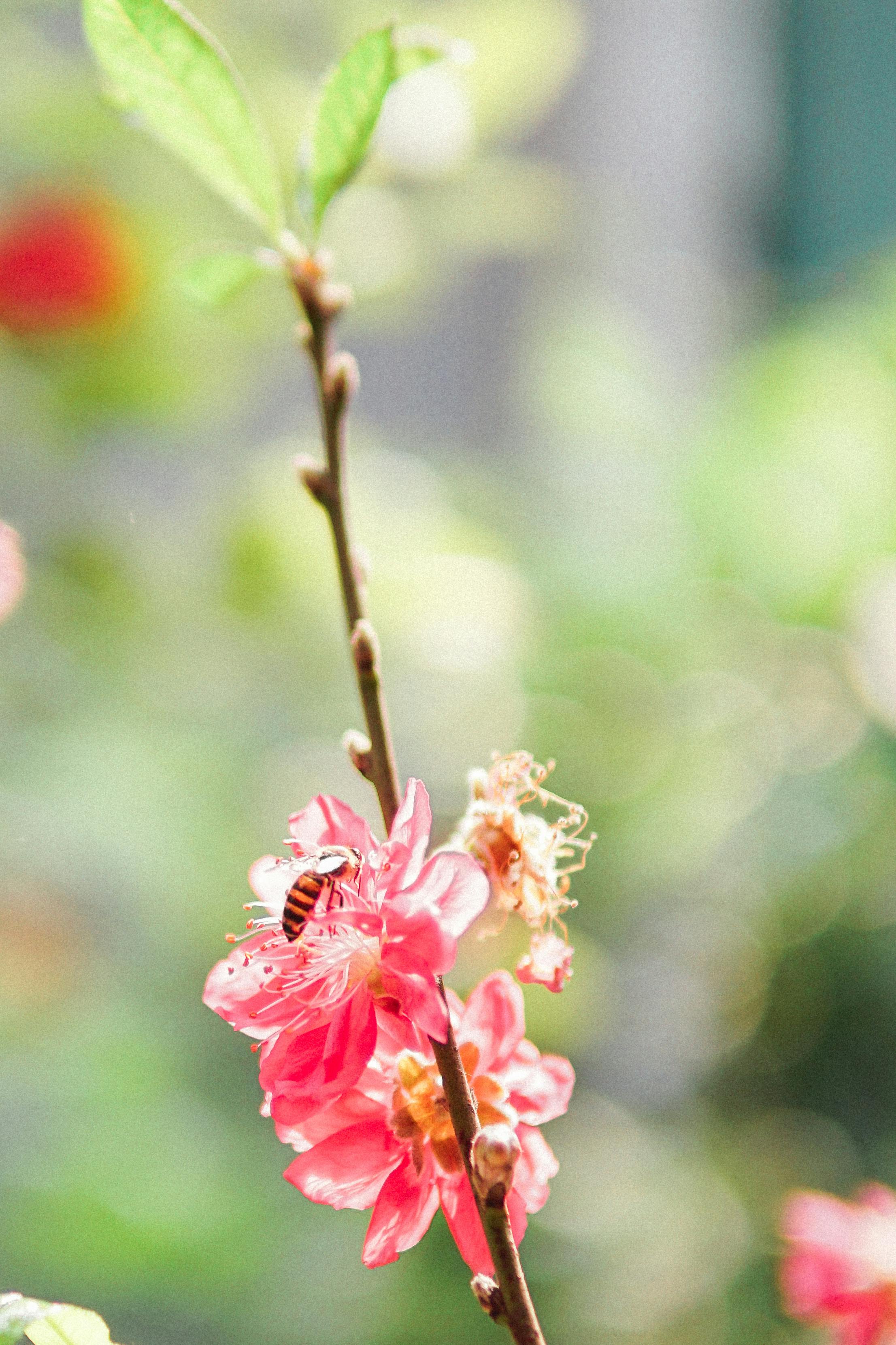 Hoa màu hồng là biểu tượng của tình yêu và sự lãng mạn, làm cho hình nền hoa màu hồng trở nên rất quyến rũ và ngọt ngào. Đây là lựa chọn tuyệt vời để làm nổi bật màn hình thiết bị của bạn.