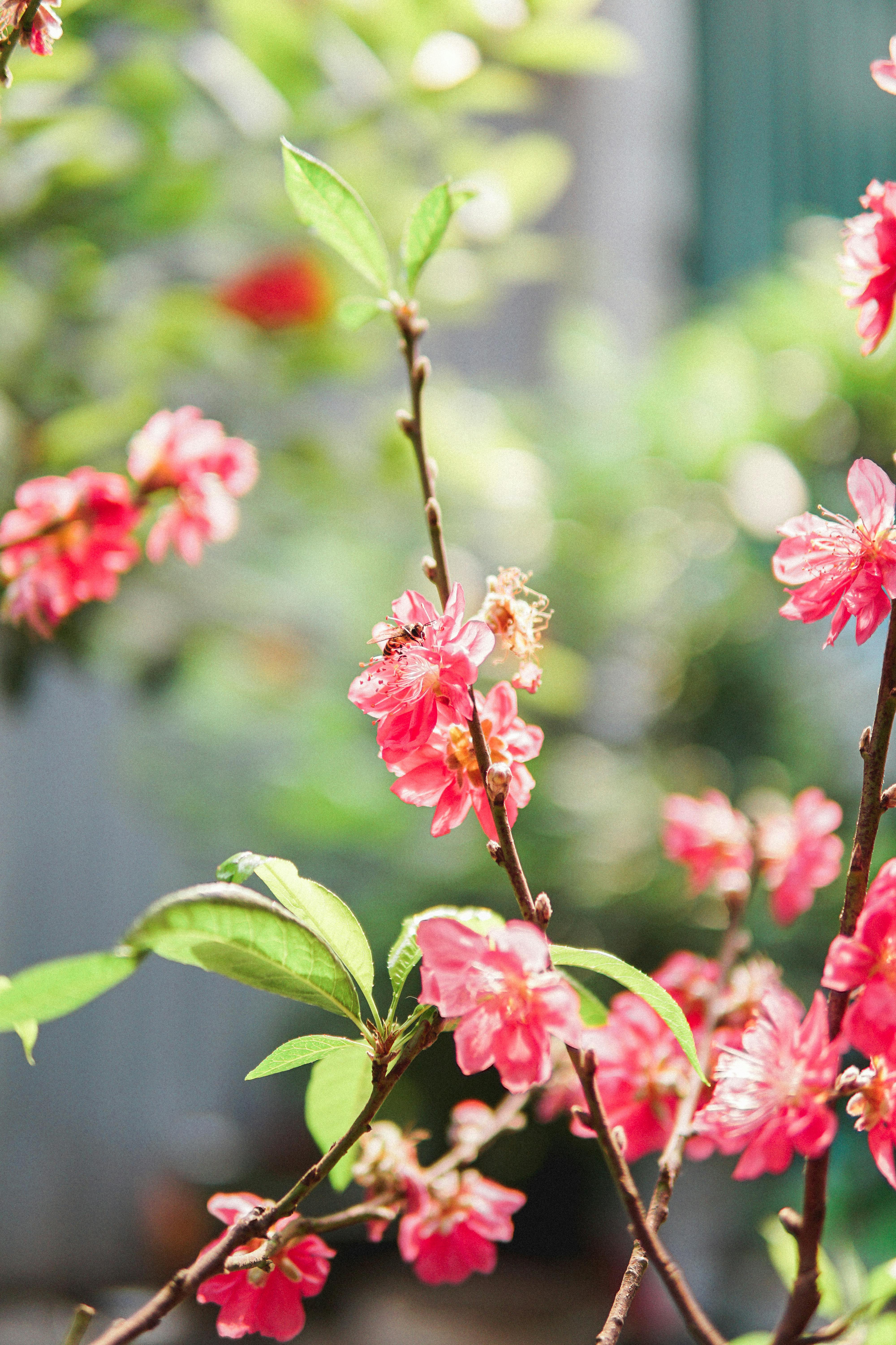 Vivid pink plum blossoms bloom in a lush Vietnamese garden, capturing spring's essence.