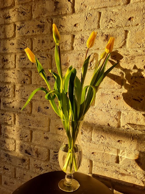 ฟรี คลังภาพถ่ายฟรี ของ ดอกทิวลิป, ดอกสีเหลือง, พฤกษา คลังภาพถ่าย