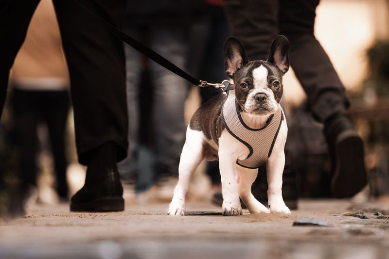 Hundegeschirr Test