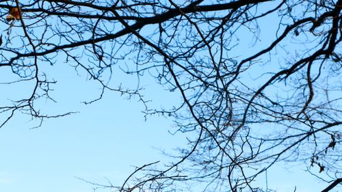Free Bitter Branches Stock Photo