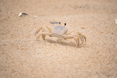 Free stock photo of beach, crab, ocean shore