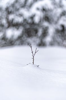 Close-up of a small branch peeking through a blanket of snow during winter.