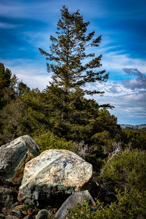 Free A striking evergreen tree amidst rocks in a vibrant forest setting under a bright blue sky. Stock Photo