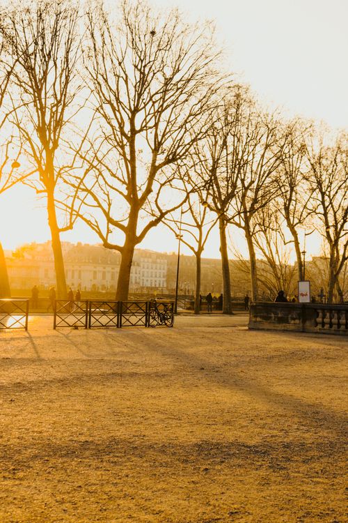 Free Scenic view of a park at sunset with bare trees silhouettes and golden light. Stock Photo