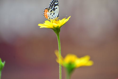Foto profissional grátis de amarelo, borboleta, borboletas
