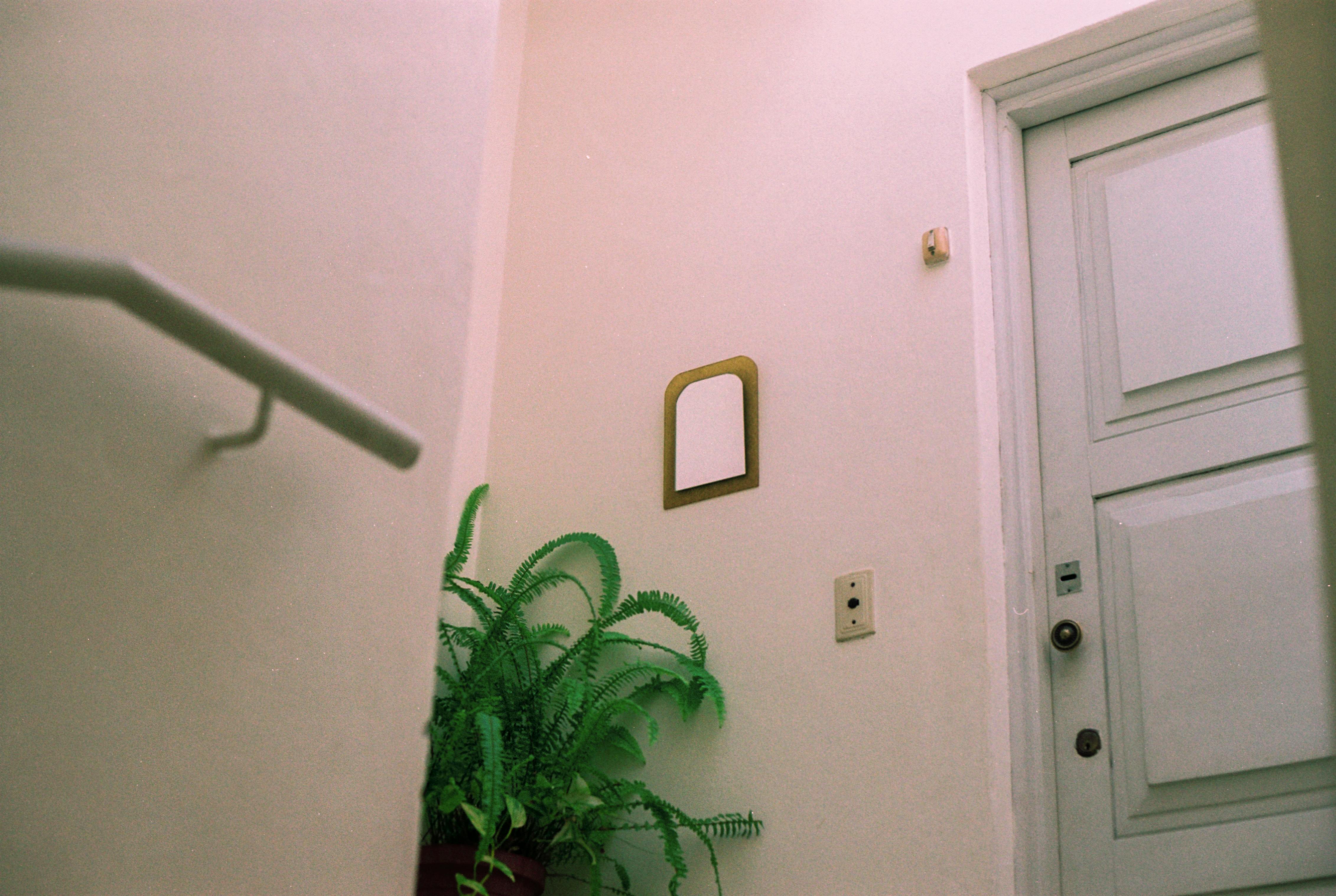 Ücretsiz Yeşil Yapraklı Bitki Stok Fotoğraflar