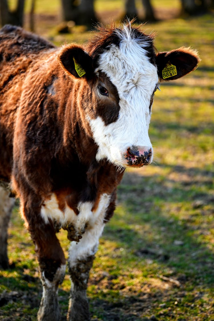 White And Brown Cow In Close-up Shot 