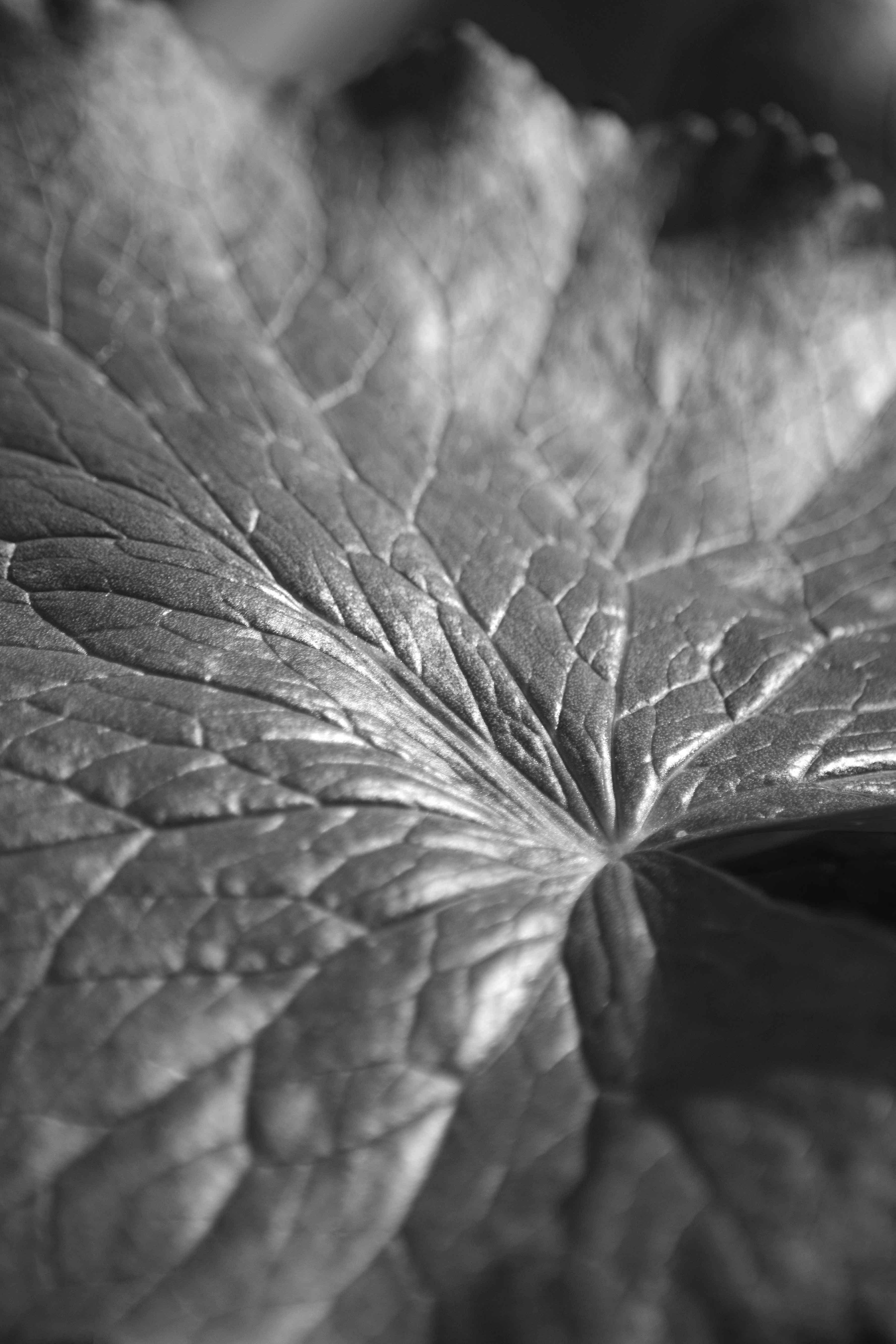 Free stock photo of black and white, leaf