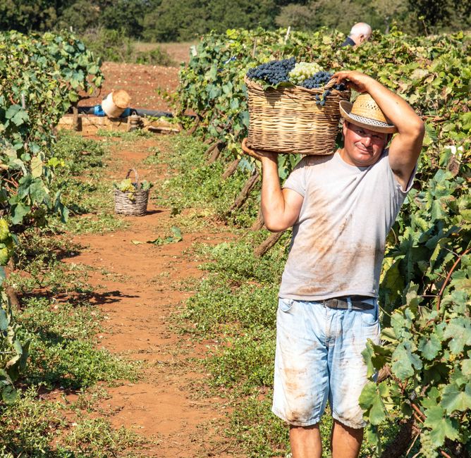 A man carrying a basket of grapes in a vineyard during harvest season.