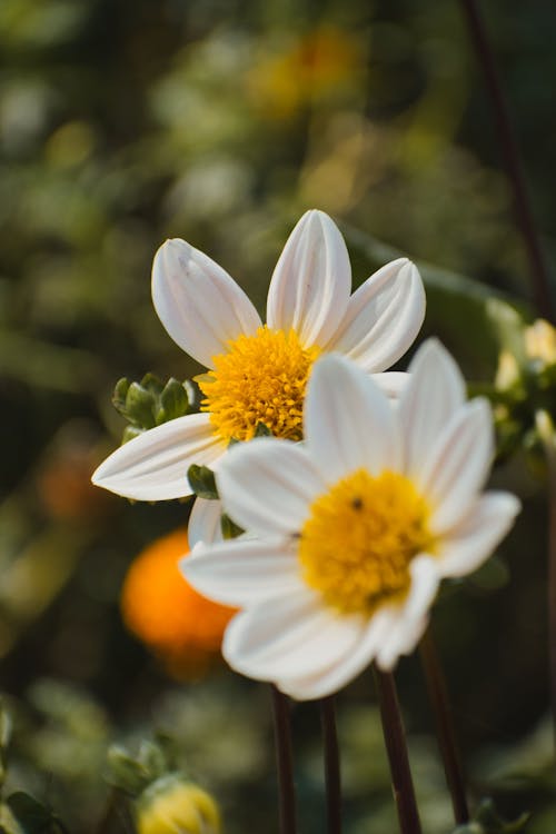 White Flowers in Close-up Photography