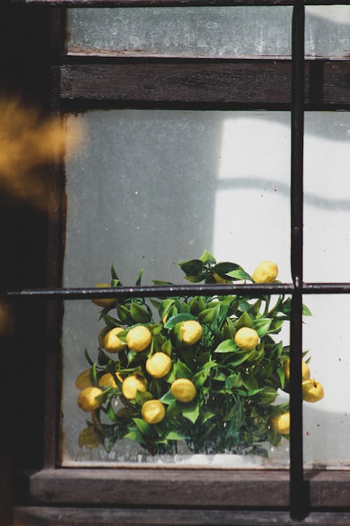 Free Lemon Fruits beside a Window
 Stock Photo