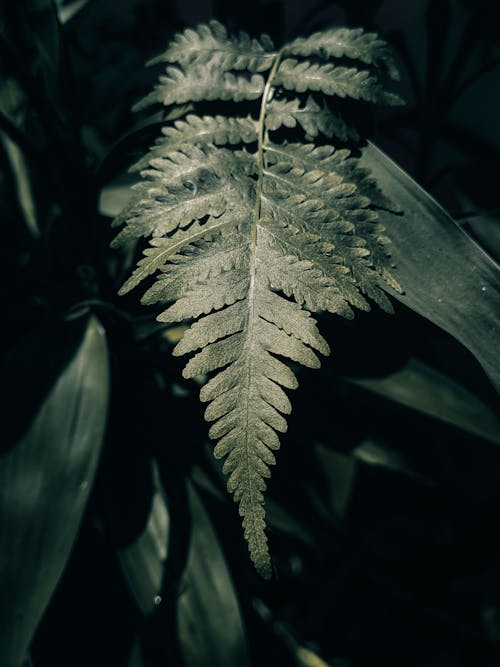 Close-Up Shot of Green Leaves