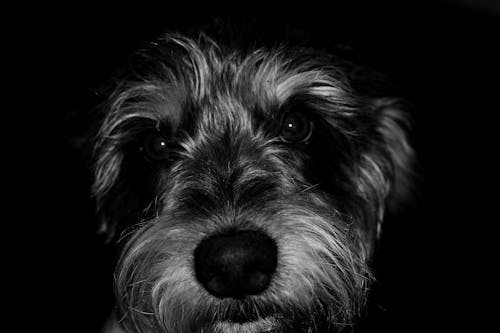 Schnauzer Puppy Grayscale Photography