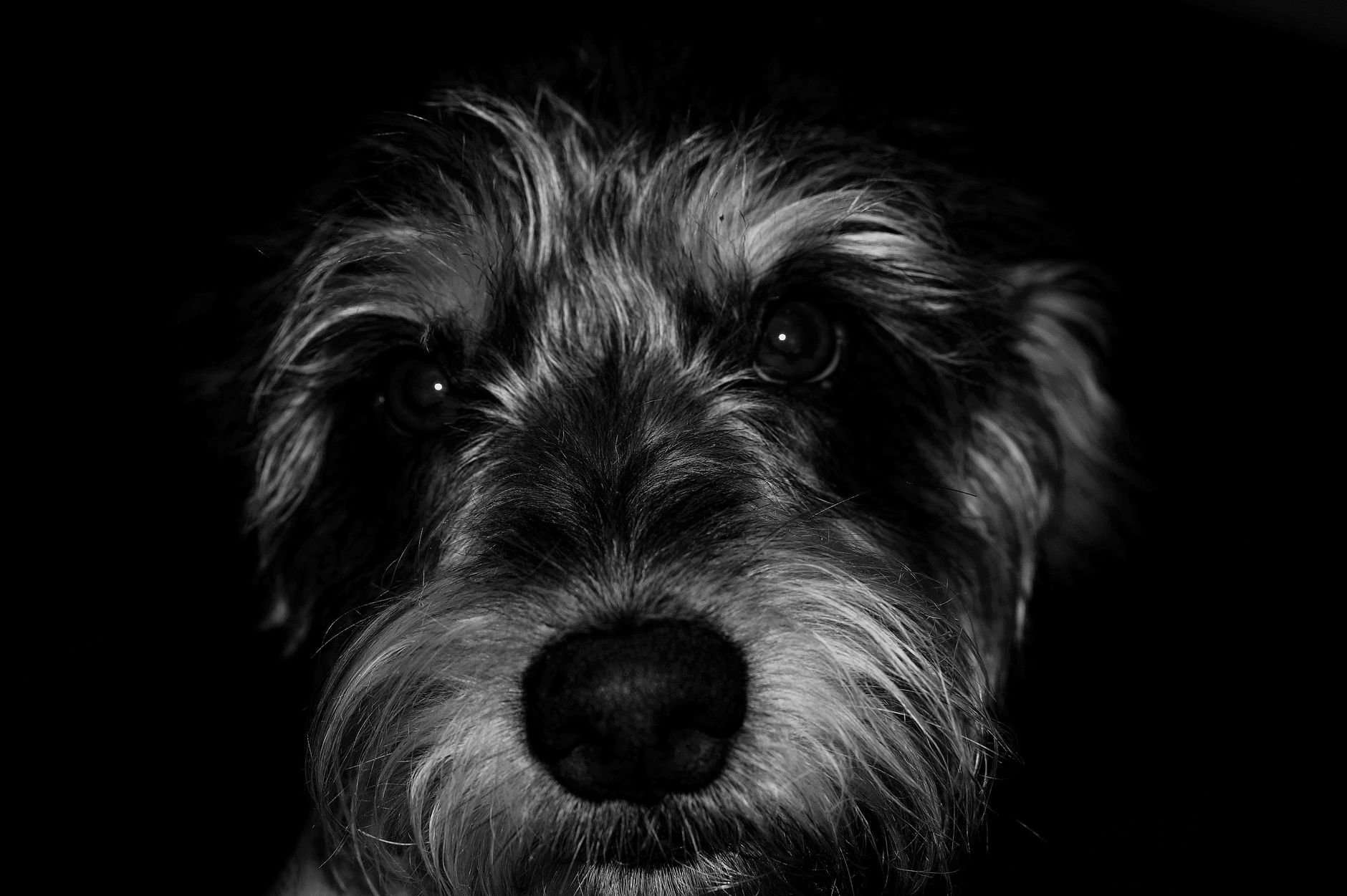 Veterinary care for a dog