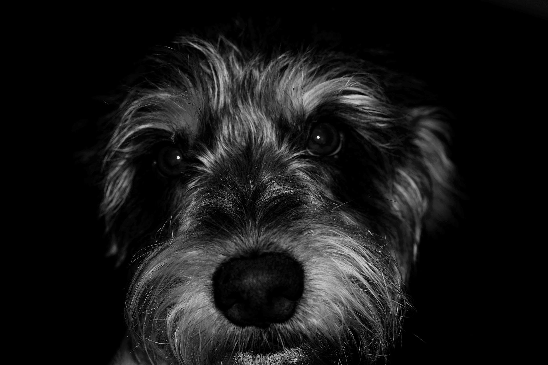 Photographie à l'échelle de gris du chiot schnauzer