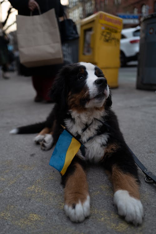 Foto stok gratis anjing, anjing gunung bernese, berbohong