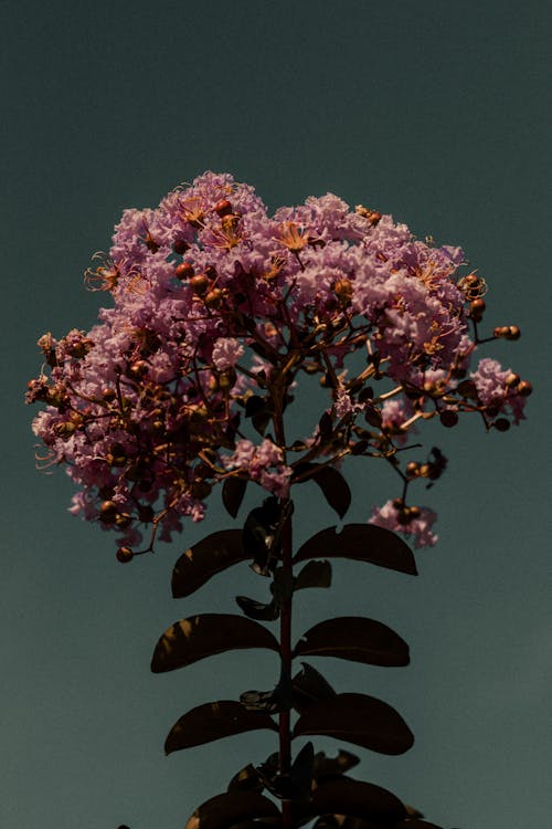 Close Up Photo of Pink Flowers