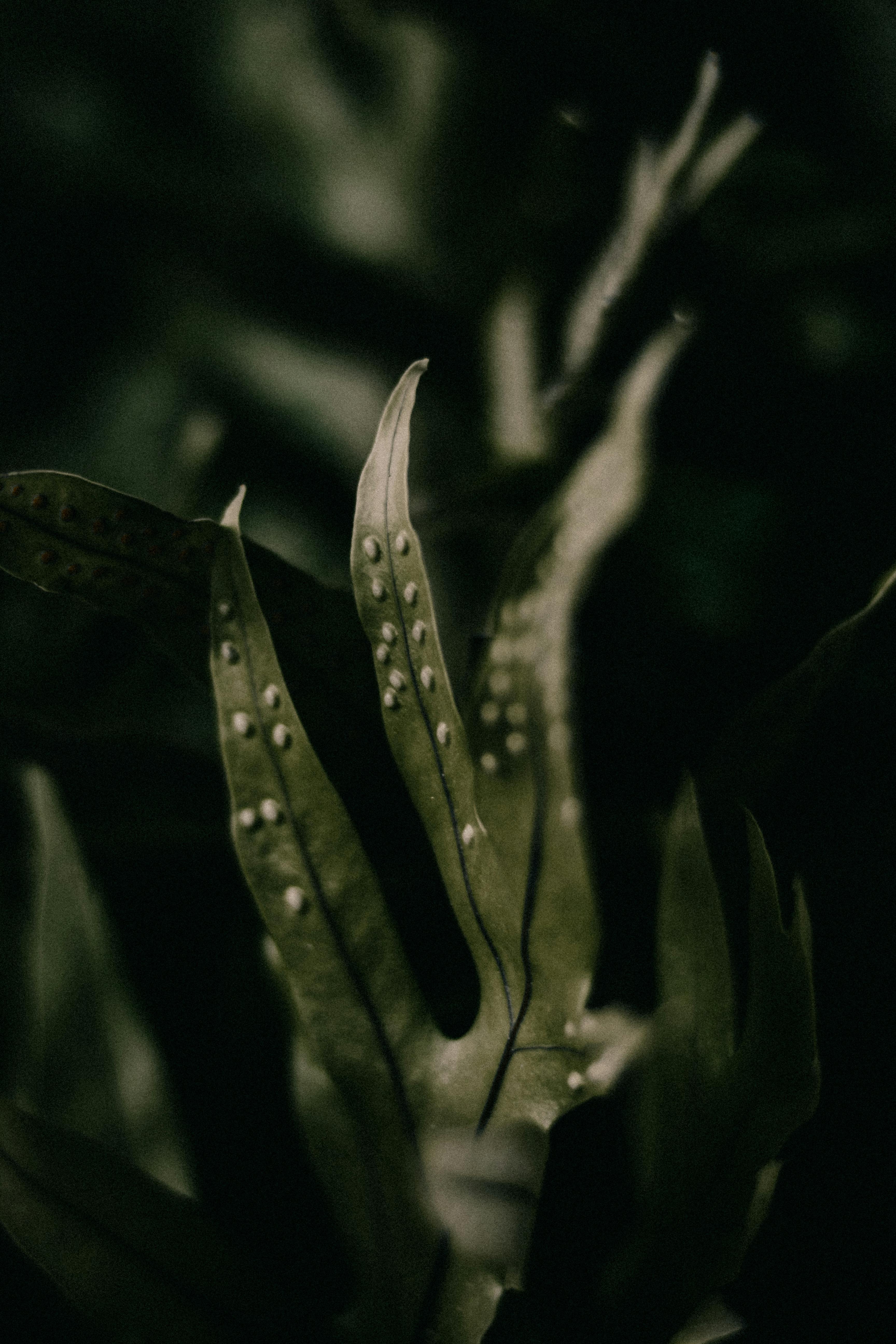 White Spots on Green Leaves · Free Stock Photo