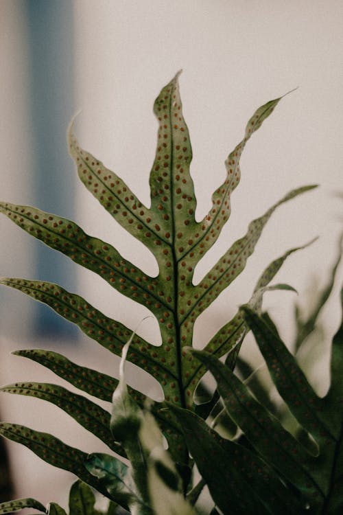 Close-Up Shot of a Leaf