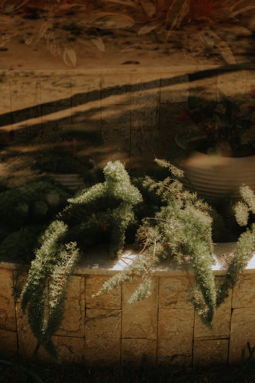 Základová fotografie zdarma na téma detail, listy, rostlina