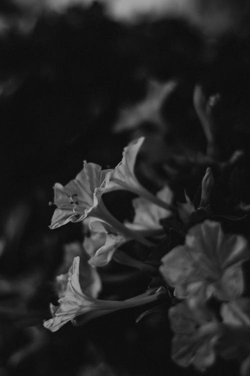 Grayscale Photo of Flowers in Bloom