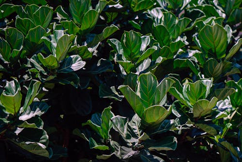 Free 녹색 잎 식물의 근접 촬영 사진 Stock Photo