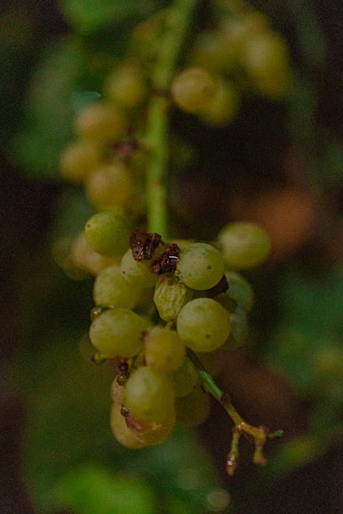 Gratis lagerfoto af frisk frugt, grønne druer, lodret skud