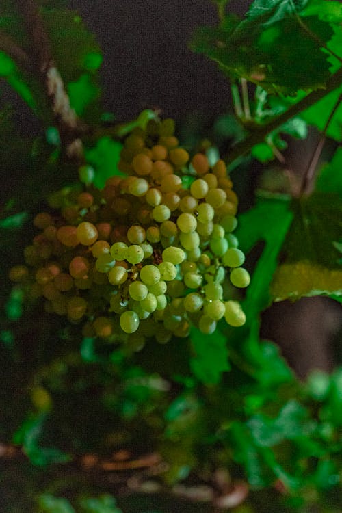 Gratis Foto stok gratis anggur, bergizi, buah-buahan Foto Stok
