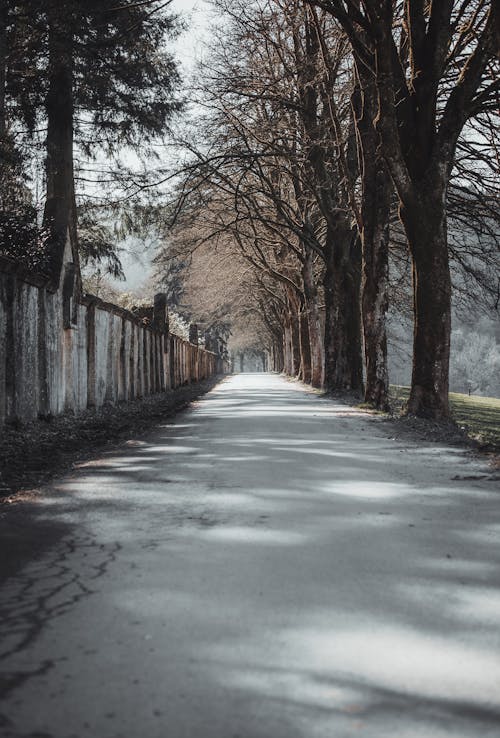 Imagine de stoc gratuită din arbori, beton, cale