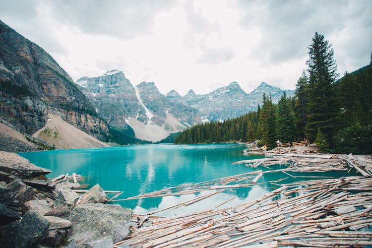 Wood Logs Floating On The Lake