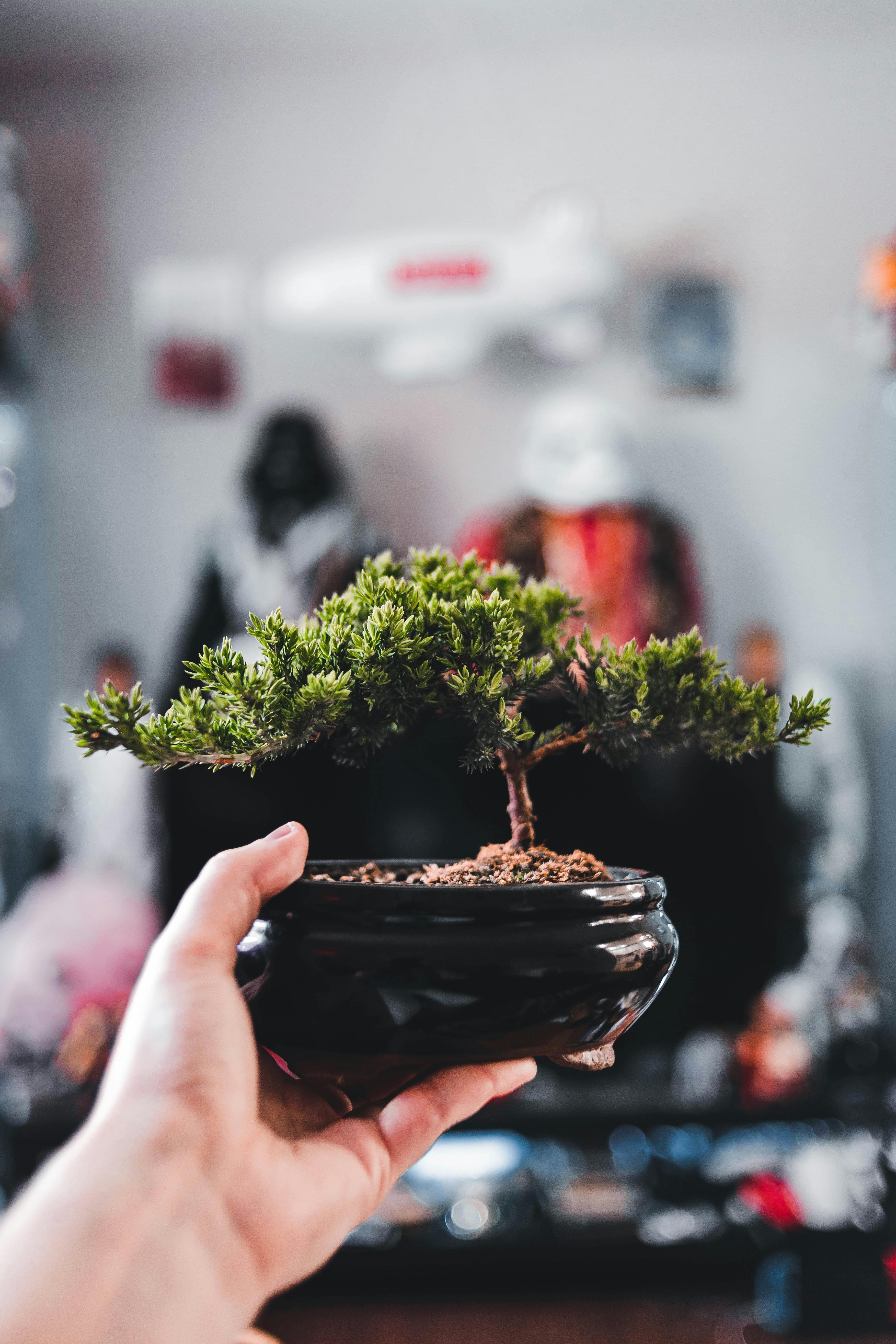 Best Juniper bonsai tree in black pot, artisan gift