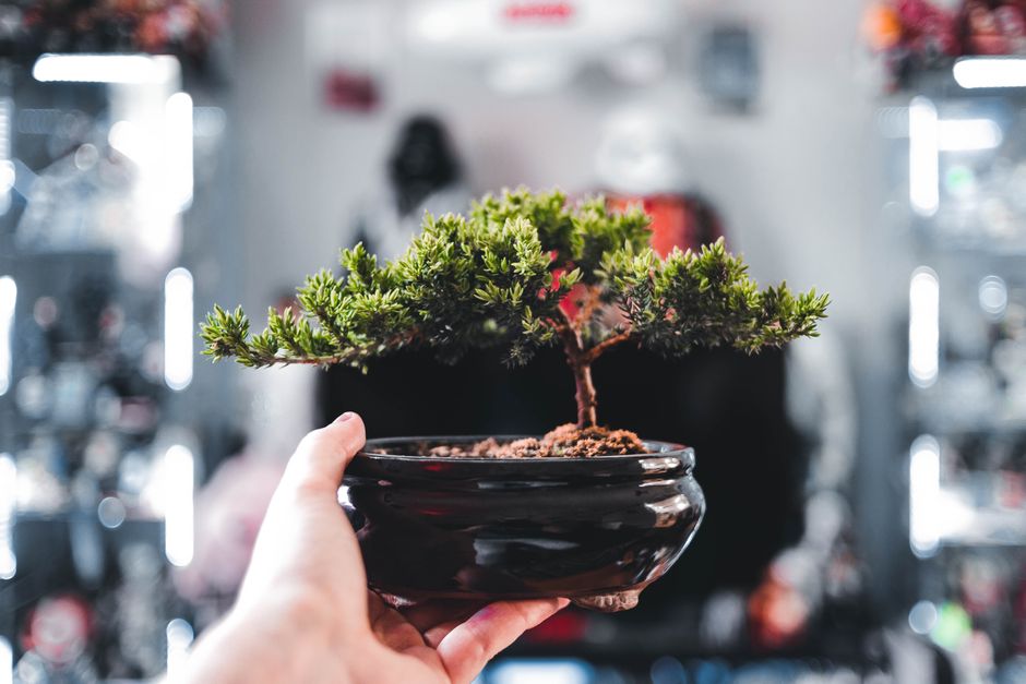 Bonsai miniatuurtuin met groene mosdecoraties. Bonsai miniatuurtuin met groene mosdecoraties.