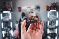 Person Holding Black Ceramic Bowl With Red and Green Plant