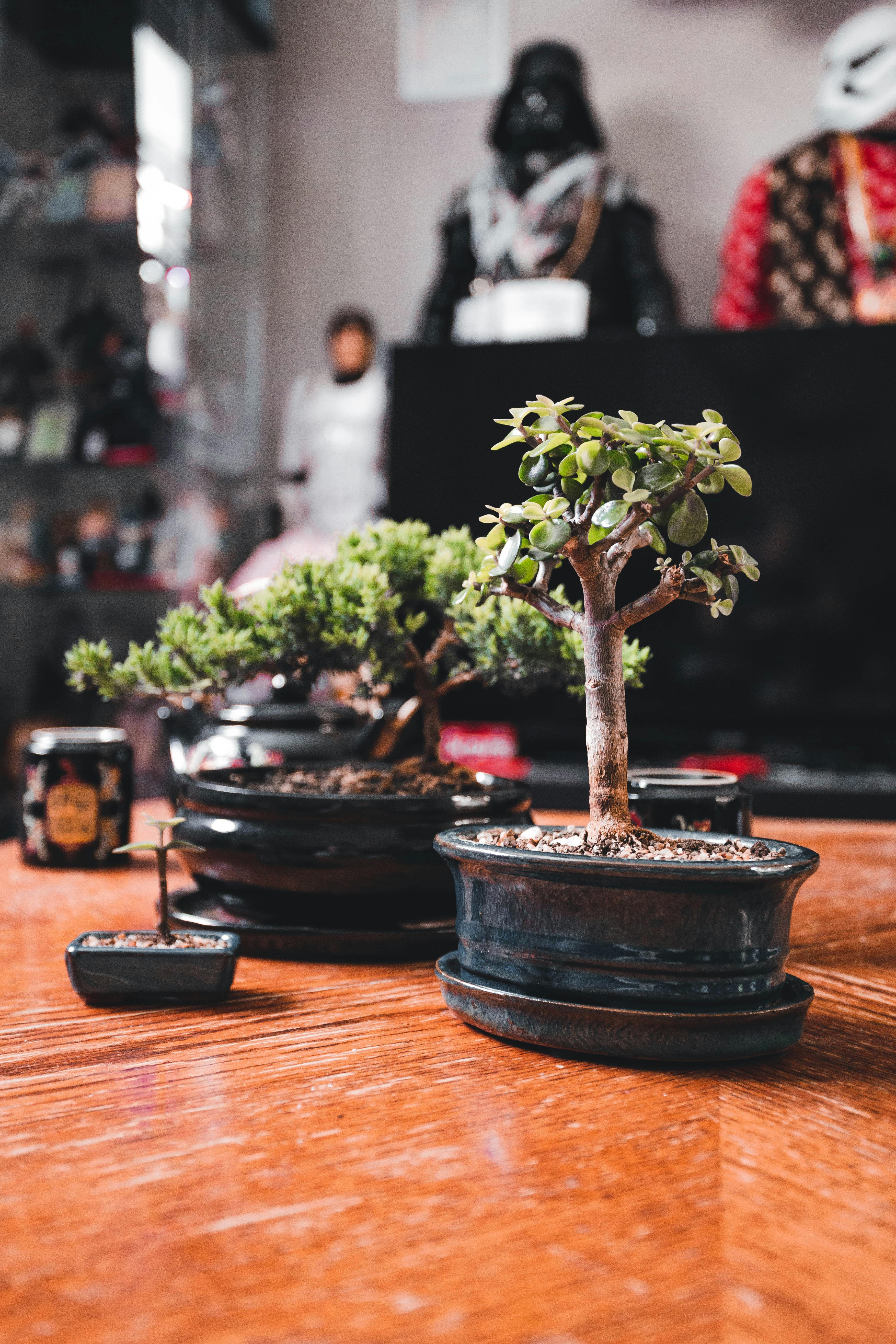 A close-up view of two small potted bonsai trees on a wooden surface indoors. The tree on the right has small, round green leaves, possibly a Portulacaria afra, while the one on the left is a juniper bonsai with needle-like foliage. 