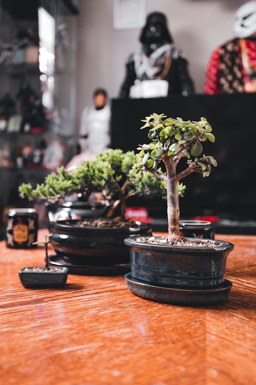 Foto profissional grátis de bonsai, fechar-se, mesa de madeira