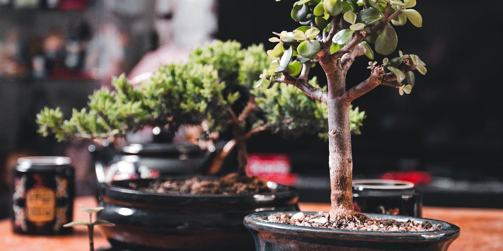 A close-up view of two small potted bonsai trees on a wooden surface indoors. The tree on the right has small, round green leaves, possibly a Portulacaria afra, while the one on the left is a juniper bonsai with needle-like foliage.