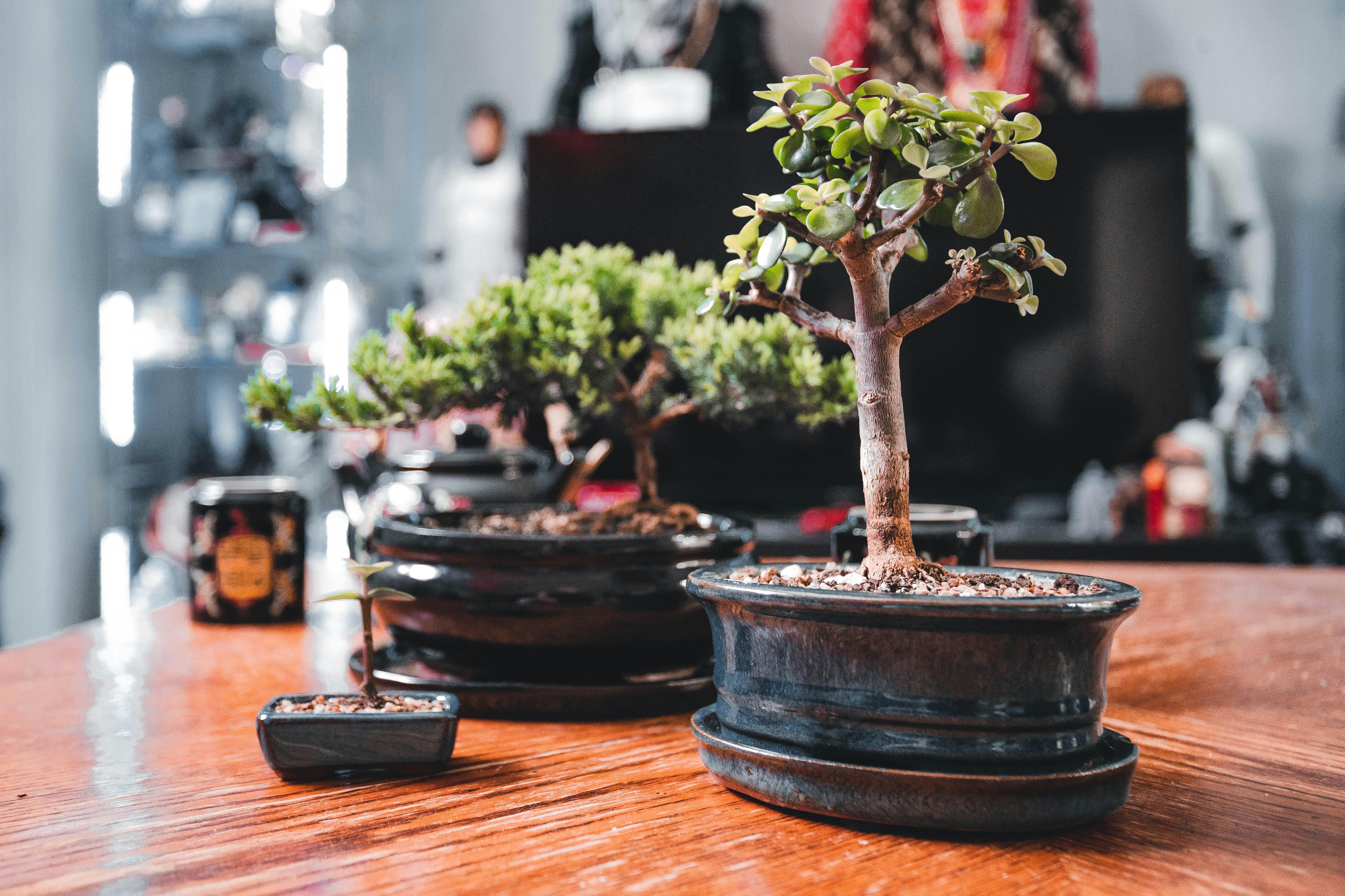 Three potted bonsai trees sitting on a wooden table