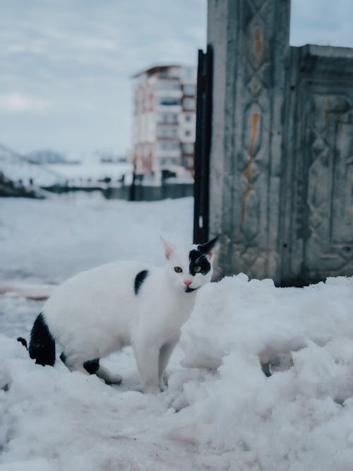 Kostenloses Stock Foto zu kaltes wetter, katze, katzenartig