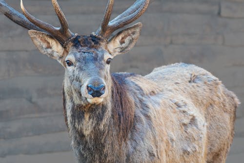 Close Up Photo of a Deer