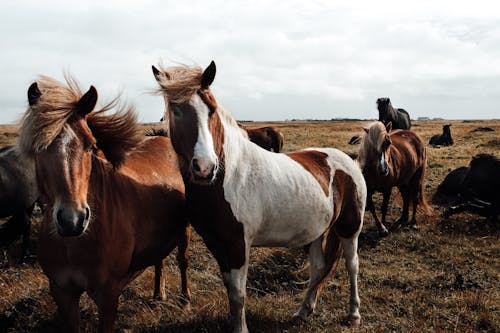 Horses on Grassland