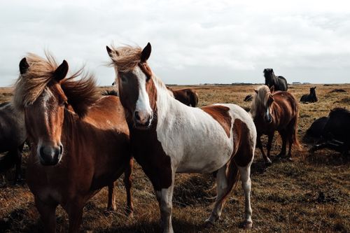 Free Beautiful Icelandic horses graze in a vast grassland, showcasing their natural beauty and distinctive manes. Stock Photo