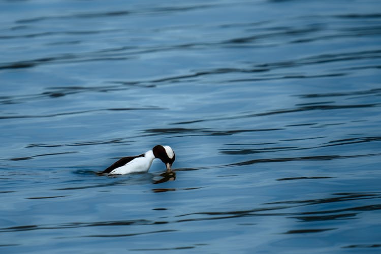 Bufflehead On Water 