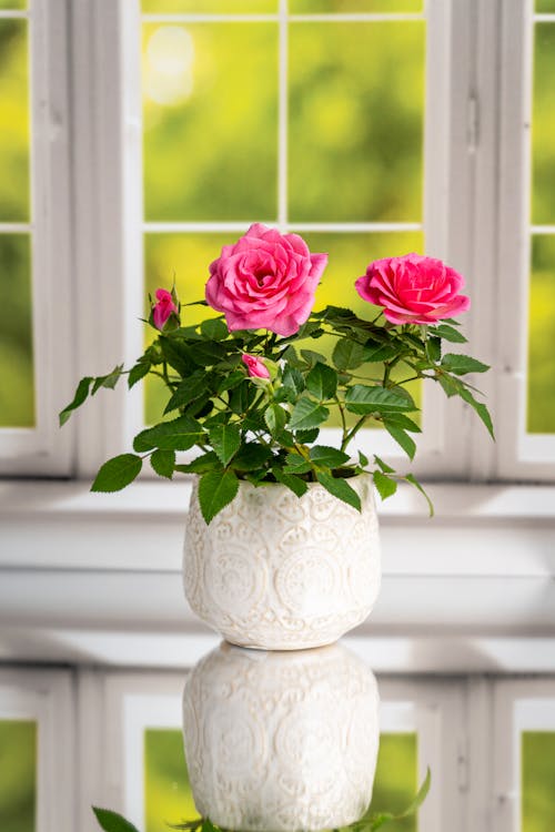 Pink Roses in White Ceramic Vase